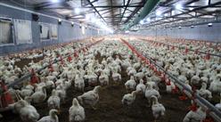 2016年中国肉鸡养殖行业研究分析报告