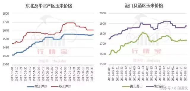 9月玉米要漲價(jià)！消息靠譜嗎？養(yǎng)殖戶看懂這幾點(diǎn)再出手！