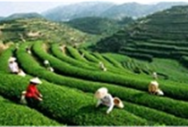 中国茶叶行业产业链及主要企业分析（附产业链全景图）