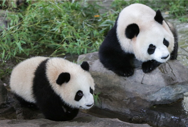 首对圈养熊猫诞生 迎儿童节！十大人气动物园盘点（附榜单）