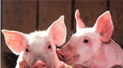 生豬養殖產業鏈分析：“禁養”政策逐步加強  畜禽養殖步履艱難