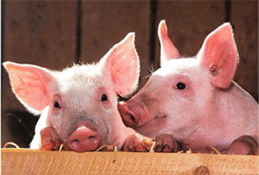 生猪养殖产业链分析：“禁养”政策逐步加强  畜禽养殖步履艰难