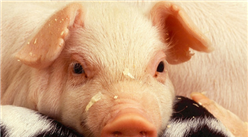 京东宣布入局“智能养猪” 中国生猪养殖规模究竟有多大？（图）