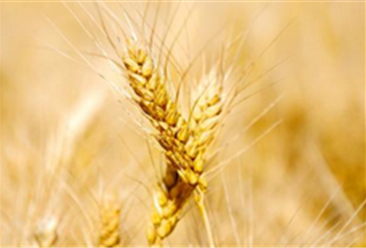 2018年小麦价格后期走势预测