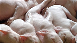 生豬養殖允許“建樓”養豬了？ 2020年生豬市場將會有哪些變化？