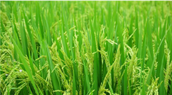 中国科学家成功克隆出杂交稻种子  2018年中国粮食总产量超6.5亿吨（附粮食数据盘点）