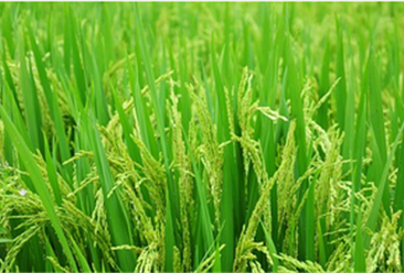 中國雜交水稻在非洲創高產紀錄！中國糧食產業現狀如何？