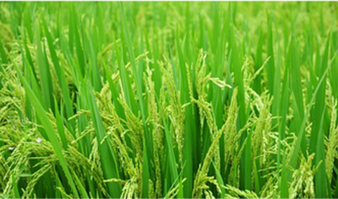 中国杂交水稻在非洲创高产纪录！中国粮食产业现状如何？