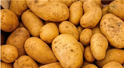 2019年3月馬鈴薯市場供需形勢分析：馬鈴薯價格穩中有漲