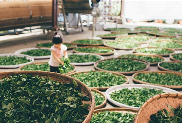 湖南石門縣統籌3200萬元資金對茶產業“強筋壯骨” 助力鄉村振興（表）