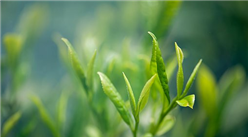 中商產業研究院特推出：2019年綠茶行業市場前景研究報告