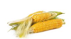 2019年9月玉米市场供需形势分析：玉米价格将呈现季节性回落