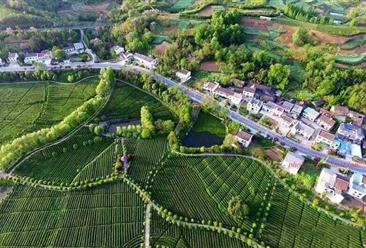 汉中市里八沟茶叶产业园项目案例