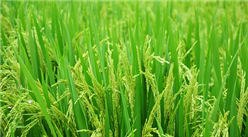 2019年全国早稻产量2627万吨  湖南省产量第一（图）