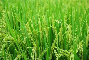 2019年全国早稻产量2627万吨  湖南省产量第一（图）
