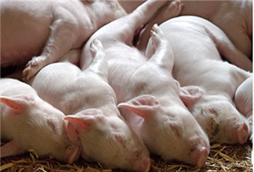政策频出猪肉保供稳价可期  2019最新全国及各省市生猪行业政策汇总（表）