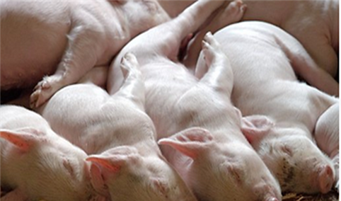 政策频出猪肉保供稳价可期  2019最新全国及各省市生猪行业政策汇总（表）