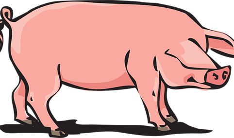 山东《关于加强非洲猪瘟防控工作的实施意见》印发 稳定生猪生产发展（附政策全文）