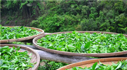 2019年中国茶业最受消费者认可的十大品牌出炉：这些茶叶品牌最受消费者认可！