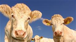 2020年起饲料中全面禁止添加抗生素？我国饲料产业发展现状如何？