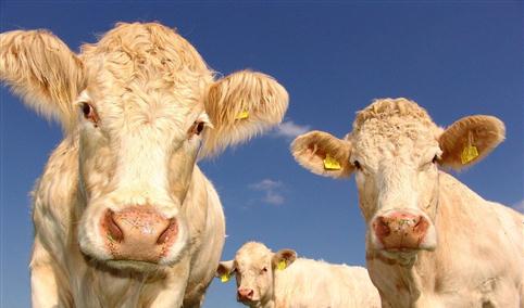 2020年起饲料中全面禁止添加抗生素？我国饲料产业发展现状如何？
