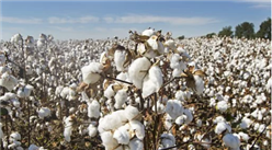 2019年全国棉花产业发展现状分析：棉花种植面积稳中略降（表）