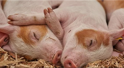 廣東加快推進生豬家禽產業轉型升級 到2025年全省豬肉產量保持245萬噸以上（附政策全文）