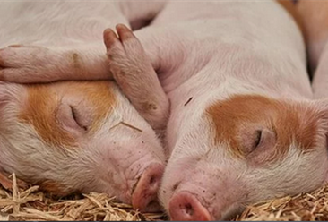 广东加快推进生猪家禽产业转型升级 到2025年全省猪肉产量保持245万吨以上（附政策全文）