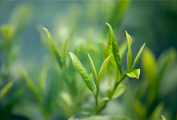 《關于促進廣西茶產業高質量發展的若干意見》印發 2025年全區茶園面積發展到200萬畝左右