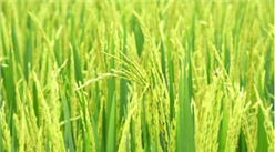 越南率先禁止大米出口 一文看懂中越大米貿易市場情況