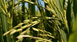 2020年8月稻米市场供需形势分析：国内大米价格稳中略涨