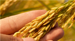 2020年1-4月中国小麦进口量为163万吨 同比增长30.7%