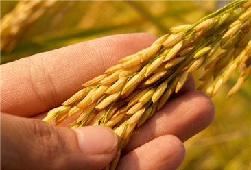 2020年1-4月中国小麦进口量为163万吨 同比增长30.7%