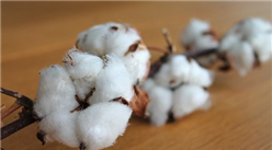 2020年1-4月中国棉花进口量及金额增长情况分析