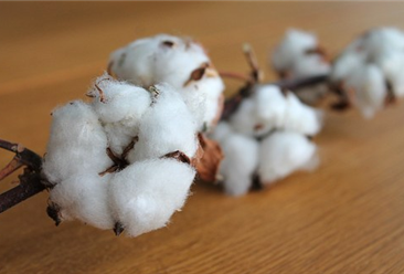 2020年1-4月中國棉花進口量及金額增長情況分析