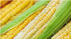 2020年第二季度飼料原料之玉米行情分析及展望（圖）