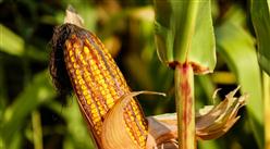 2020年7月16日全国玉米价格行情走势分析