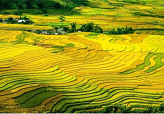 到2025年要建設(shè)300個(gè)現(xiàn)代農(nóng)業(yè)產(chǎn)業(yè)園  現(xiàn)有國(guó)家現(xiàn)代農(nóng)業(yè)產(chǎn)業(yè)園名單匯總一覽