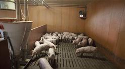 六盤水市水城區生豬標準化規模養殖項目招商