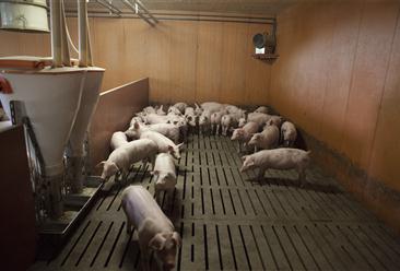 六盘水市水城区生猪标准化规模养殖项目招商