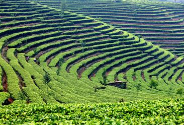 黔西南州貞豐縣高標準茶葉加工種植項目招商