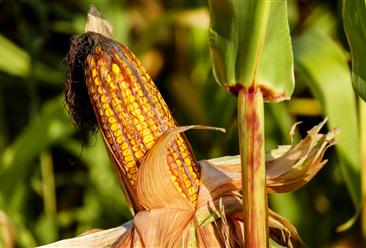 2020年8月3日全国各地最新玉米价格行情走势分析