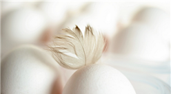 2020年8月禽蛋市場供需及價格預測分析：雞蛋價格將震蕩走高