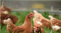 2020年8月禽肉市场供需及价格预测分析：短期内禽肉价格继续上涨