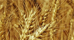 2020年1-8月中国小麦进口数据统计分析