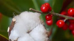2020年1-8月中国棉花进口数据统计分析