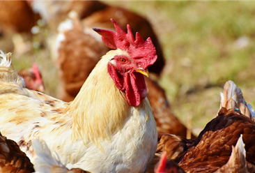 2020年12月国内禽肉市场预测分析：禽肉价格有望小幅上涨
