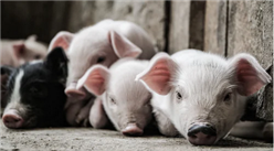 2021年1月20日全国各地最新生猪价格行情走势分析