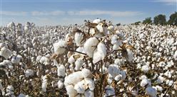 中国棉花产量及进口情况分析：新疆棉花产量占全国87.3%（图）