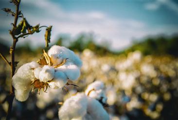 2022年中國棉花行業市場前景及投資研究報告（簡版）